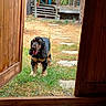 dog, black_and_tan, grass, doorway, wooden_door, backyard, stone_path, porch, plants, greenery, outdoor, pet, animal, yard, summer, sunlight, wood, home, nature, happy
