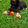 Tresor participe au concours pour gagner de l'argent avec cette photo : dog, grass, orange_ball, outdoor, sunny, garden_hose, greenery, pet, playing, summer, animal, canine, relaxed, tongue_out, collar, nature, yard, grass_field, daylight, happy