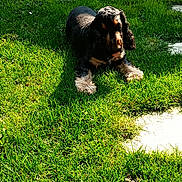 Tresor participe au concours pour gagner de l'argent avec cette photo : dog, cocker_spaniel, grass, outdoor, sunlight, garden, lawn, pet, animal, greenery, wooden_shed, relaxing, daylight, shadow, nature, domestic_animal, canine, summer, leafy, peaceful
