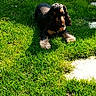 dog, cocker_spaniel, grass, outdoor, sunlight, garden, lawn, pet, animal, greenery, wooden_shed, relaxing, daylight, shadow, nature, domestic_animal, canine, summer, leafy, peaceful