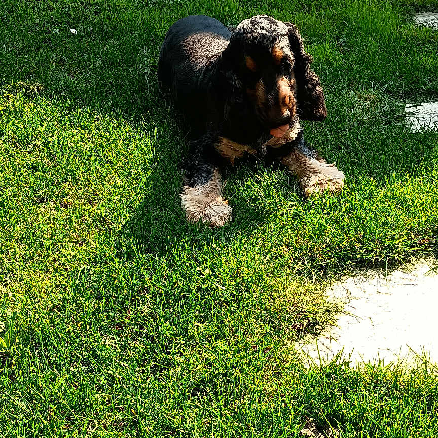 Tresor participe au concours pour gagner de l'argent avec cette photo : dog, cocker_spaniel, grass, outdoor, sunlight, garden, lawn, pet, animal, greenery, wooden_shed, relaxing, daylight, shadow, nature, domestic_animal, canine, summer, leafy, peaceful