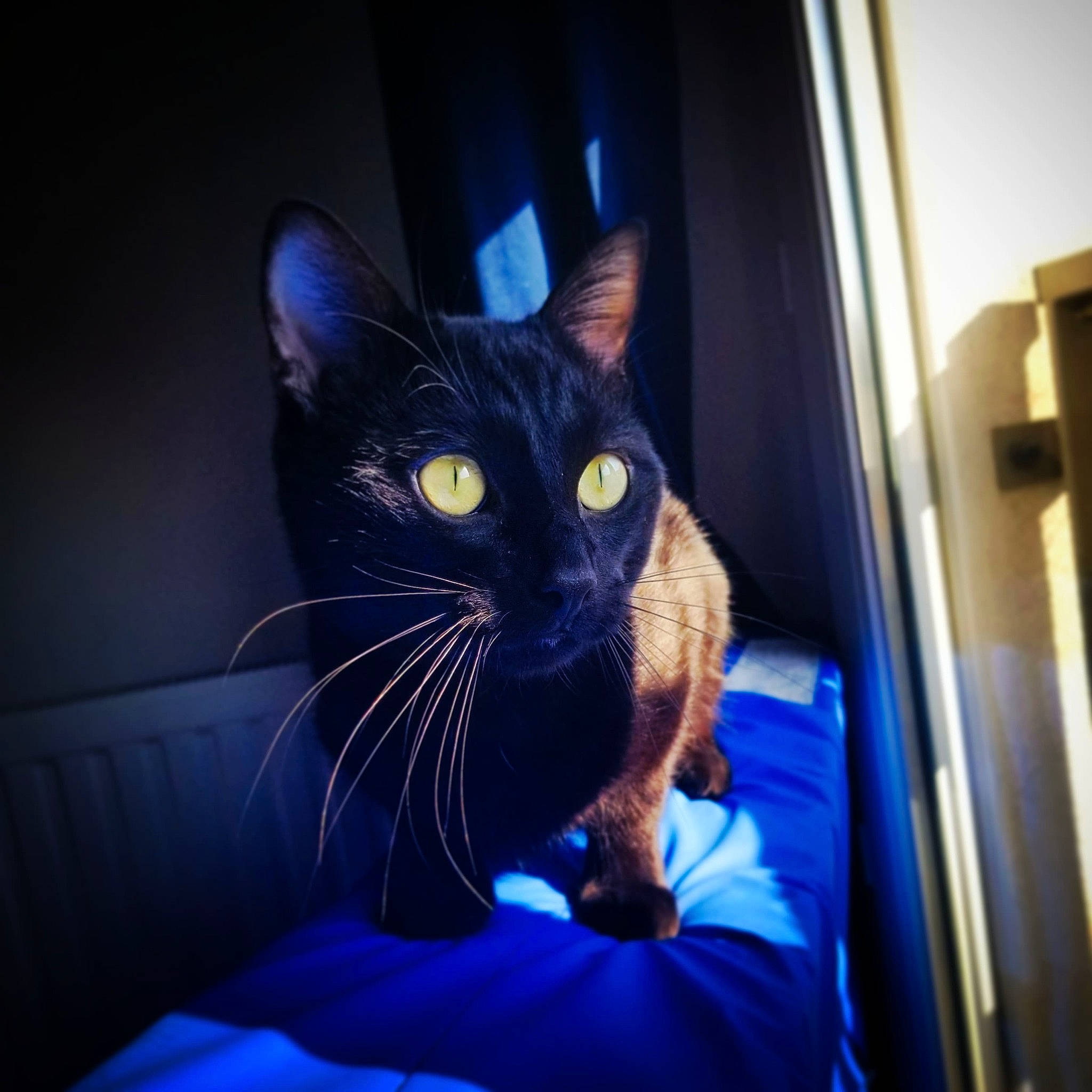 Ebène participe au concours pour gagner de l'argent avec cette photo : black_cat, carnivore, cat, comfort, domestic_short_haired_cat, ear, electric_blue, eye, felidae, fur, gadget, human_body, leg, purple, sitting, small_to_medium_sized_cats, snout, tail, whiskers, window