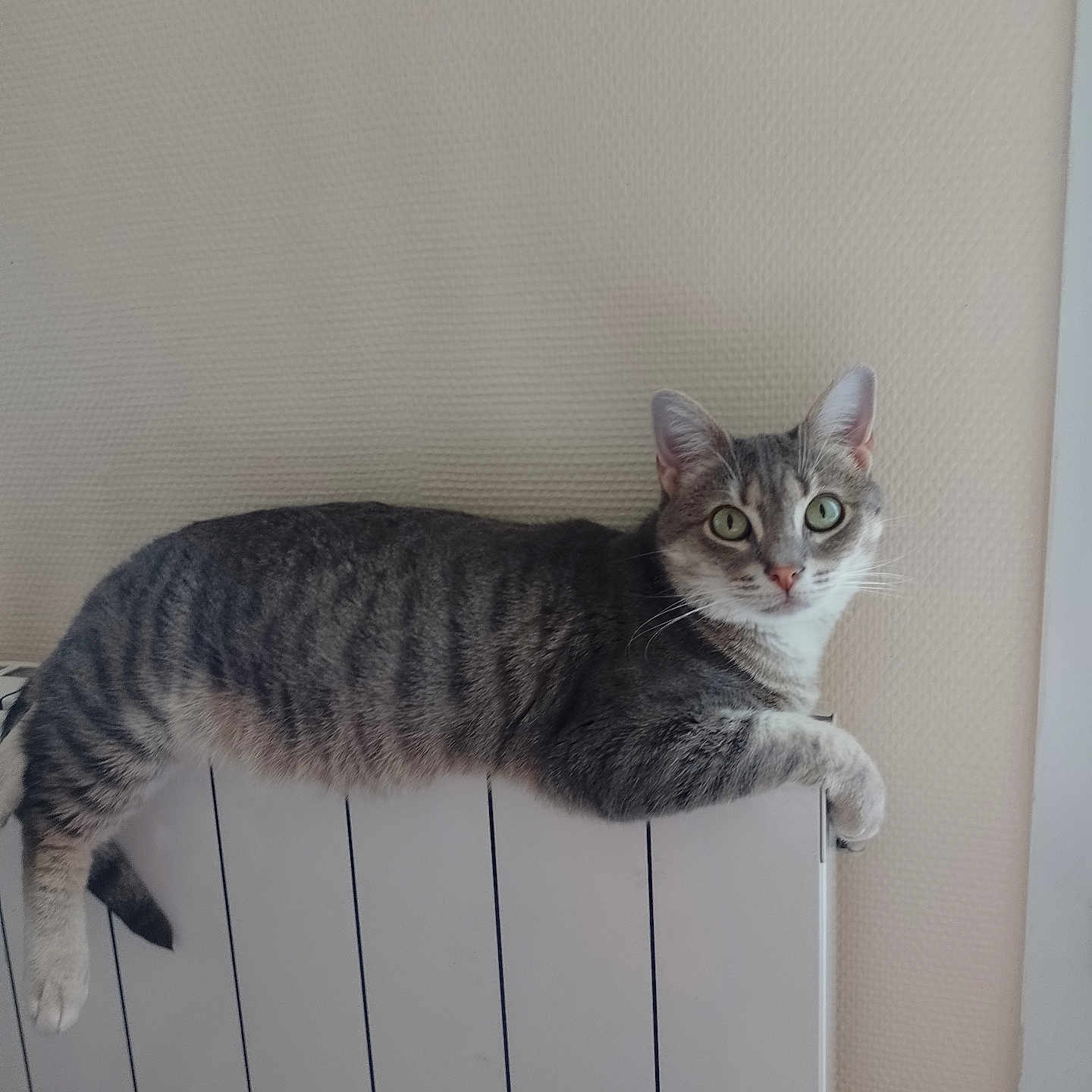 Lily participe au concours pour gagner de l'argent avec cette photo : animal, cat, cozy, curious, domestic, feline, fur, green_eyes, indoor, looking, mammal, paw, pet, radiator, relaxed, resting, striped, tabby, wall, whiskers