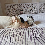 O'Maley participe au concours pour gagner de l'argent avec cette photo : dog, kitten, bed, blanket, white, black_and_white, animal, pet, indoor, curious, headboard, furniture, cozy, resting, cute, small, large, fur, companion, friendship