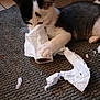 O'Maley participe au concours pour gagner de l'argent avec cette photo : kitten, cat, black_and_white, toilet_paper, carpet, indoor, pet, animal, playful, mess, paw, fur, cute, young, small, household, chewing, curious, texture, floor