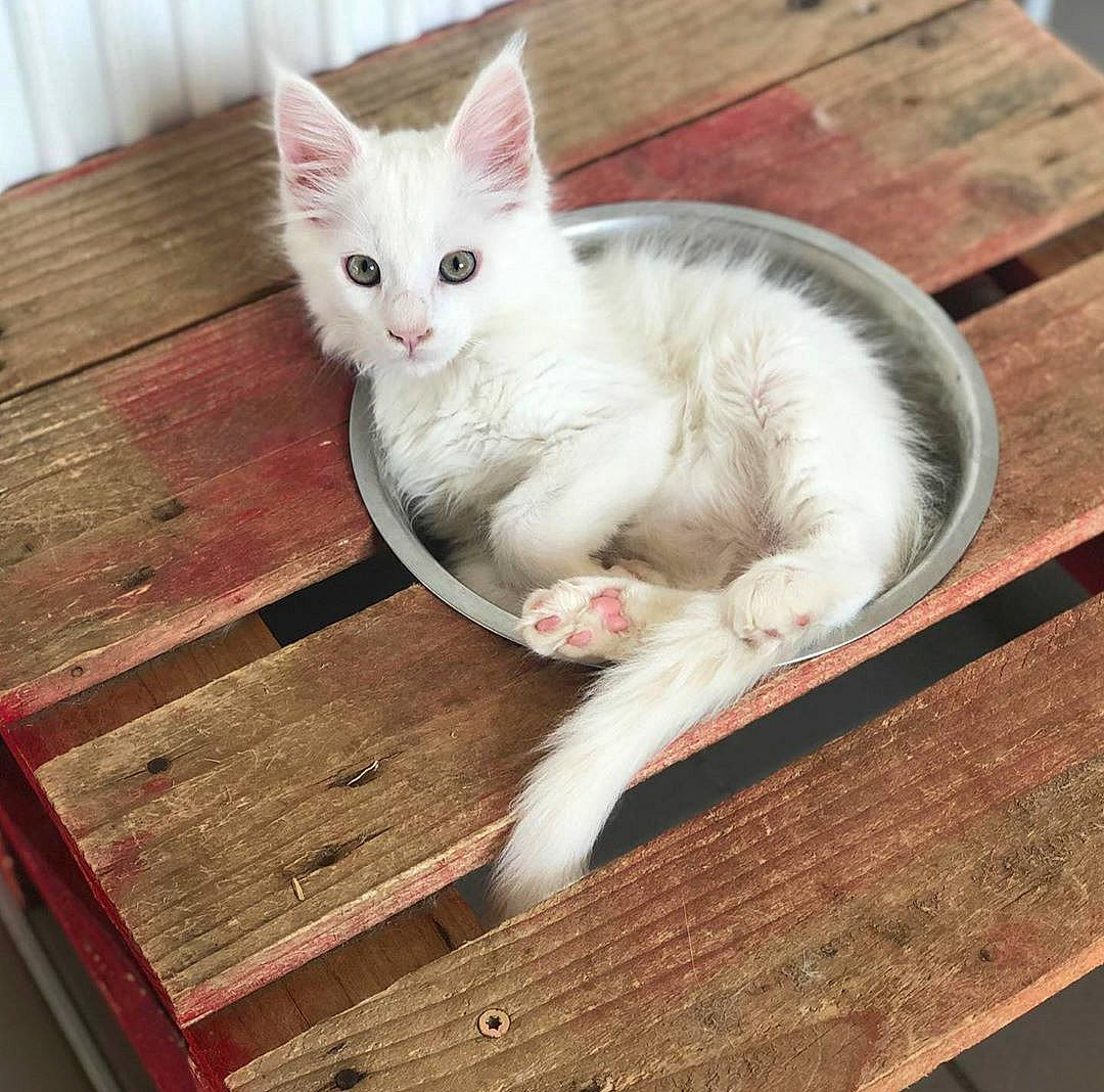 Panda participe au concours pour gagner de l'argent avec cette photo : aegean_cat, asian, carnivore, cat, domestic_long_haired_cat, domestic_short_haired_cat, european_shorthair, felidae, fur, khao_manee, kitten, mammal, ojos_azules, polydactyl_cat, small_to_medium_sized_cats, tail, turkish_angora, turkish_van, whiskers, wood