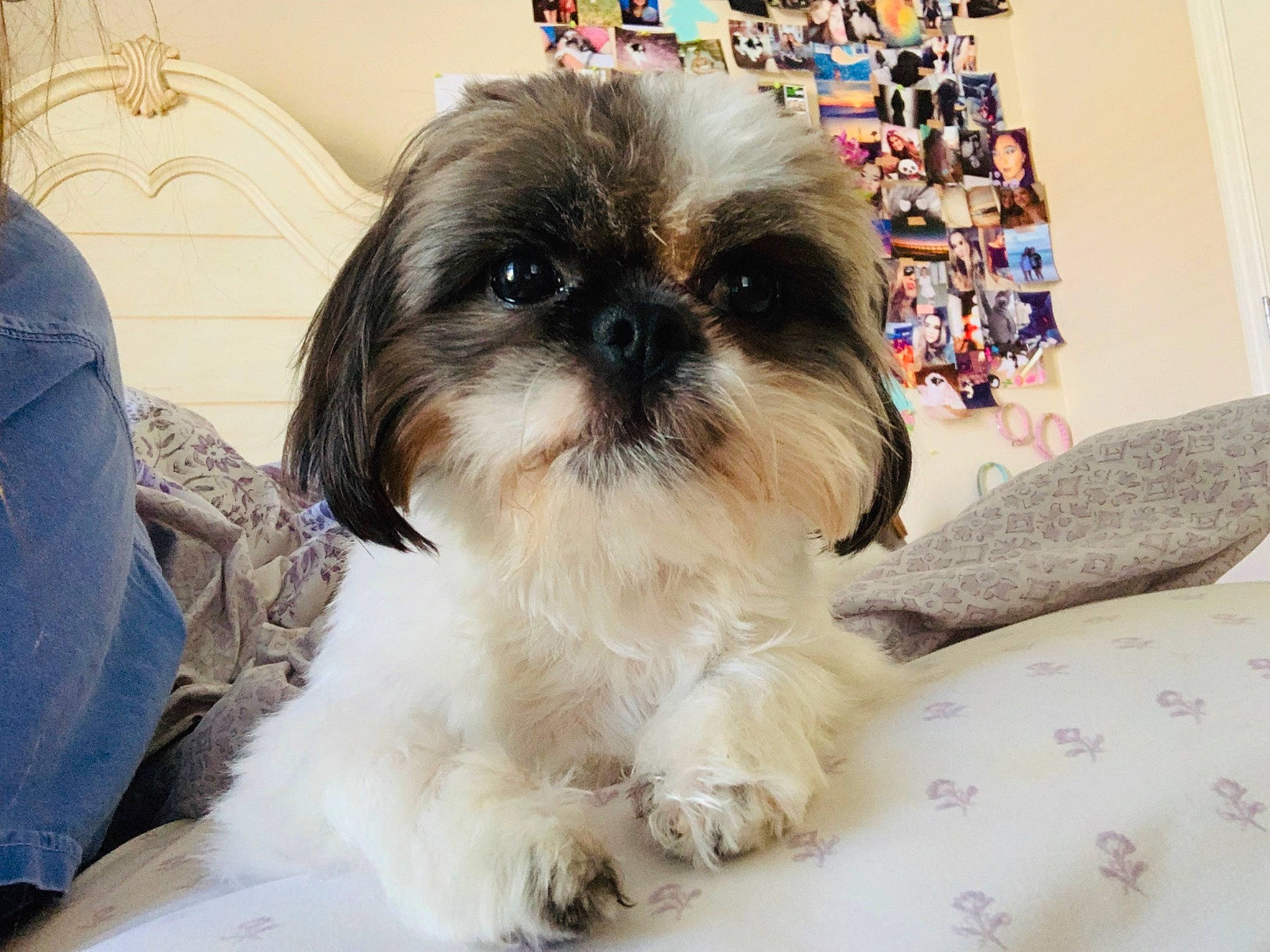 Gypsy joined the competition — help win amazing prizes! canidae, carnivore, chinese_imperial_dog, companion_dog, dog, dog_breed, lhasa_apso, lowchen, maltepoo, mammal, non_sporting_group, pekapoo, puppy, puppy_love, rare_breed_dog, shih_poo, shih_tzu, snout, toy_dog, vertebrate