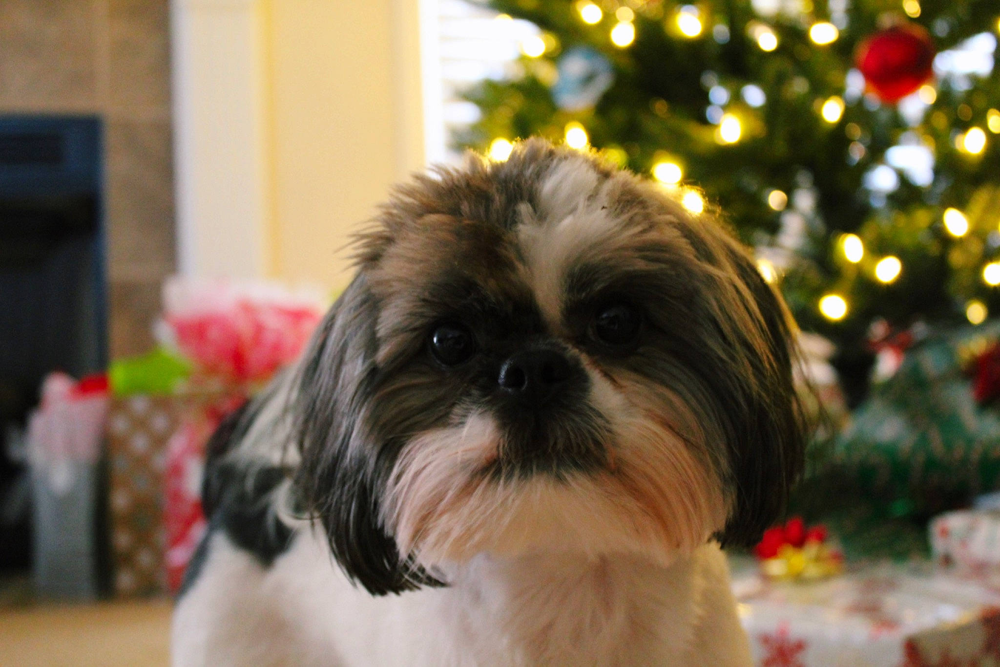 Gypsy is registered to the contest to win money with this photo: bolonka, canidae, carnivore, chinese_imperial_dog, companion_dog, dog, dog_breed, kyi_leo, lhasa_apso, lowchen, maltepoo, mammal, non_sporting_group, puppy, rare_breed_dog, shih_tzu, snout, sporting_group, toy_dog, vertebrate