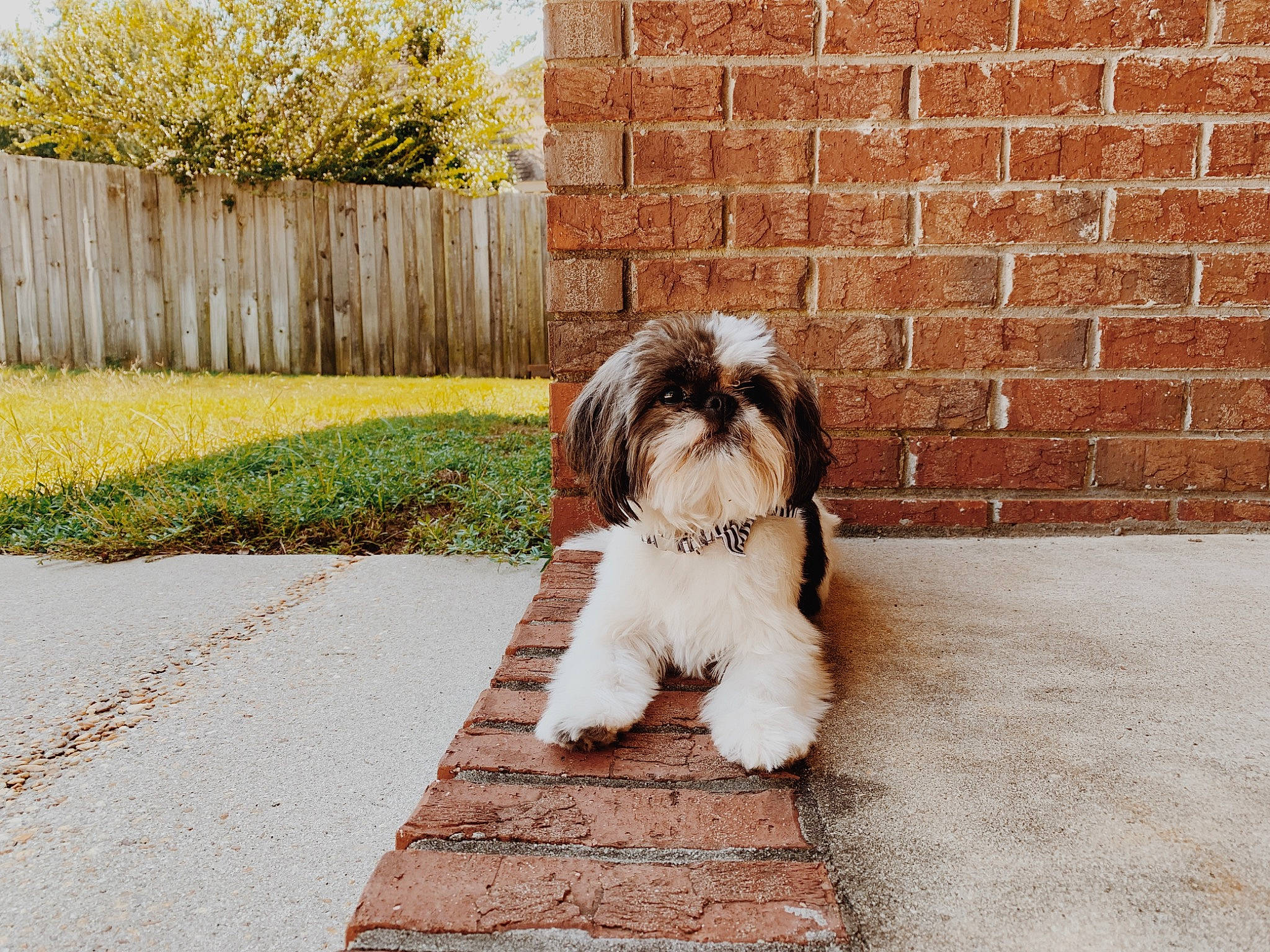 Gypsy joined the competition — help win amazing prizes! canidae, carnivore, companion_dog, dog, dog_breed, havanese, kyi_leo, liver, lowchen, mammal, non_sporting_group, petit_basset_griffon_vendeen, polish_lowland_sheepdog, puppy, rare_breed_dog, shih_tzu, sporting_group, tibetan_terrier, toy_dog, vertebrate