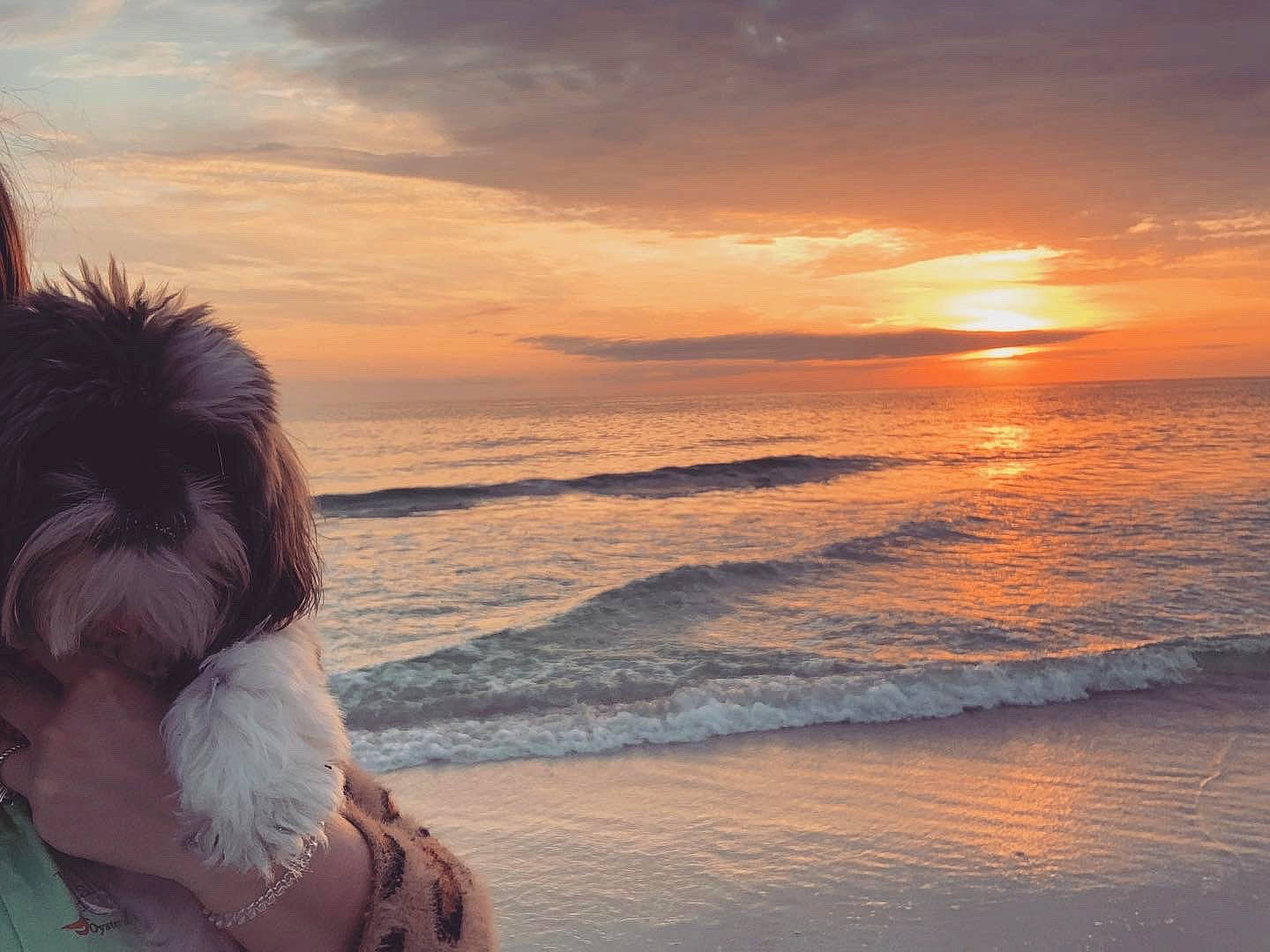 Gypsy is registered to the contest to win money with this photo: beach, beauty, calm, canidae, cloud, evening, fun, happy, horizon, love, morning, ocean, sea, sky, summer, sunrise, sunset, vacation, wave, wind_wave
