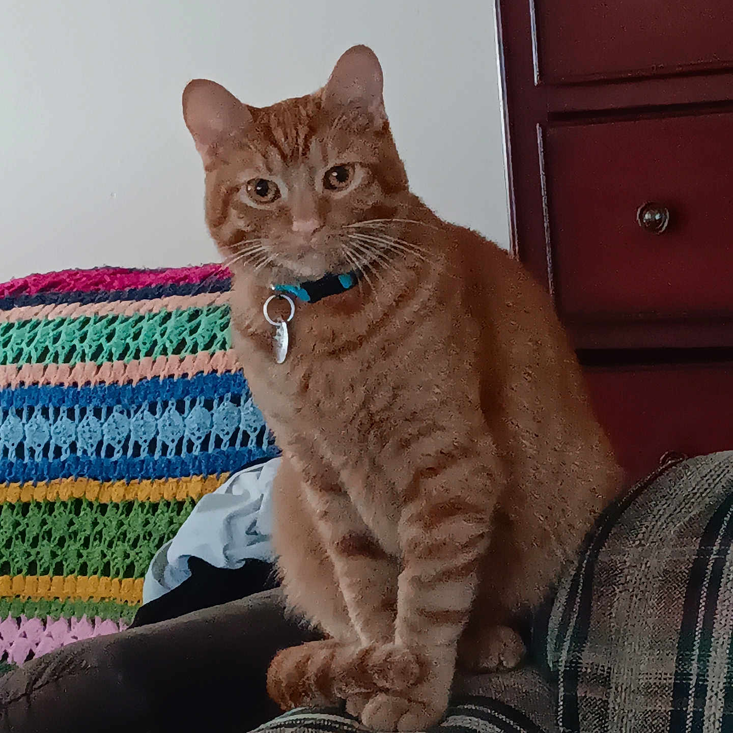 Mr. Nesbitt is registered to the contest to win money with this photo: abyssinian, animal, architecture, armchair, building, cat, chair, closet, couch, cupboard, cushion, drawer, furniture, homedecor, indoors, livingroom, manx, person, pet, room