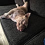 Babygirl is registered to the contest to win money with this photo: dog, sleeping, couch, indoor, relaxed, tongue_out, pet, canine, fur, paw, snout, ear, resting, cozy, home, animal, brown, furniture, floor, tongue
