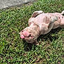 Babygirl joined the competition — help win amazing prizes! dog, grass, outdoor, sunlight, pet, playful, tongue_out, canine, lying_down, happy, nature, summer, animal, mammal, pink_skin, relaxing, funny_pose, daytime, greenery, backyard