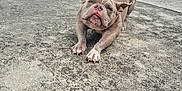 Babygirl joined the competition — help win amazing prizes! dog, bulldog, pet, stretching, tongue_out, concrete, patio, grass, house, blue_siding, metal_stairs, outdoor, playful, canine, animal, daylight, cute, funny, suburban, mammal