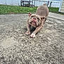 dog, bulldog, pet, stretching, tongue_out, concrete, patio, grass, house, blue_siding, metal_stairs, outdoor, playful, canine, animal, daylight, cute, funny, suburban, mammal