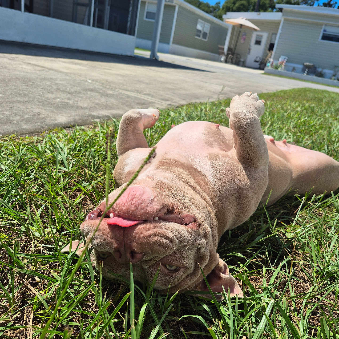Babygirl is registered to the contest to win money with this photo: animal, blue_sky, canine, daytime, dog, grass, greenery, happy, house, mammal, nature, outdoor, pet, playful, relaxing, suburban, sunny, tongue_out, upside_down, yard