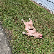 Babygirl is registered to the contest to win money with this photo: dog, grass, sidewalk, outdoor, sunlight, pet, playful, fur, animal, canine, resting, sunny, summer, nature, yard, white_fence, shadow, pink_nose, happy, relaxing