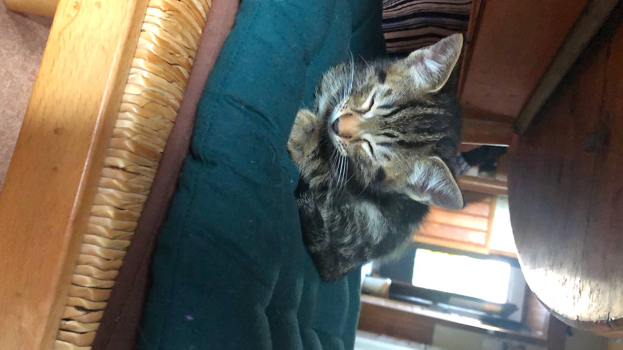 Rafiki a rejoint le concours — aidez-le/la à gagner de superbes lots ! carnivore, cat, cat_supply, claw, comfort, domestic_short_haired_cat, door, felidae, fur, sitting, small_to_medium_sized_cats, tail, tree, vehicle, whiskers, window, wood