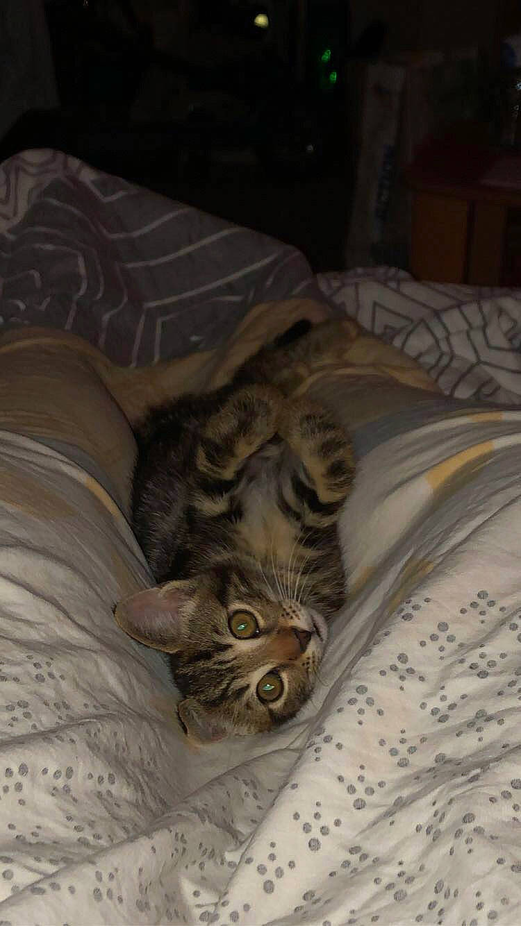 Rafiki a rejoint le concours — aidez-le/la à gagner de superbes lots ! bed, bed_sheet, bedding, bedroom, carnivore, cat, comfort, domestic_short_haired_cat, fawn, felidae, fur, grey, linens, pattern, small_to_medium_sized_cats, snout, terrestrial_animal, textile, whiskers, wood