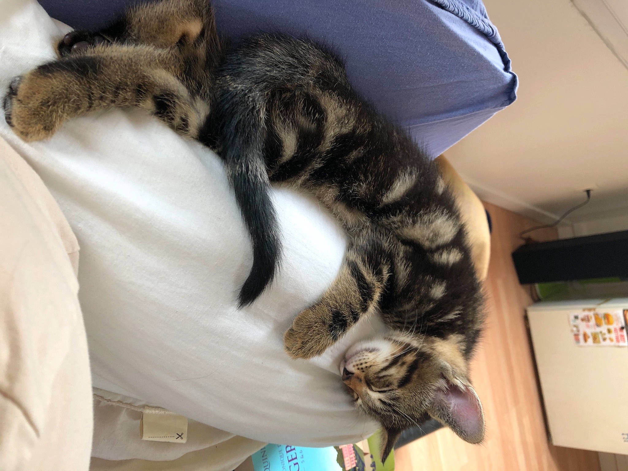 Rafiki a rejoint le concours — aidez-le/la à gagner de superbes lots ! carnivore, cat, claw, comfort, domestic_short_haired_cat, felidae, fur, nap, paw, sleep, small_to_medium_sized_cats, snout, sporting_group, tail, terrestrial_animal, whiskers