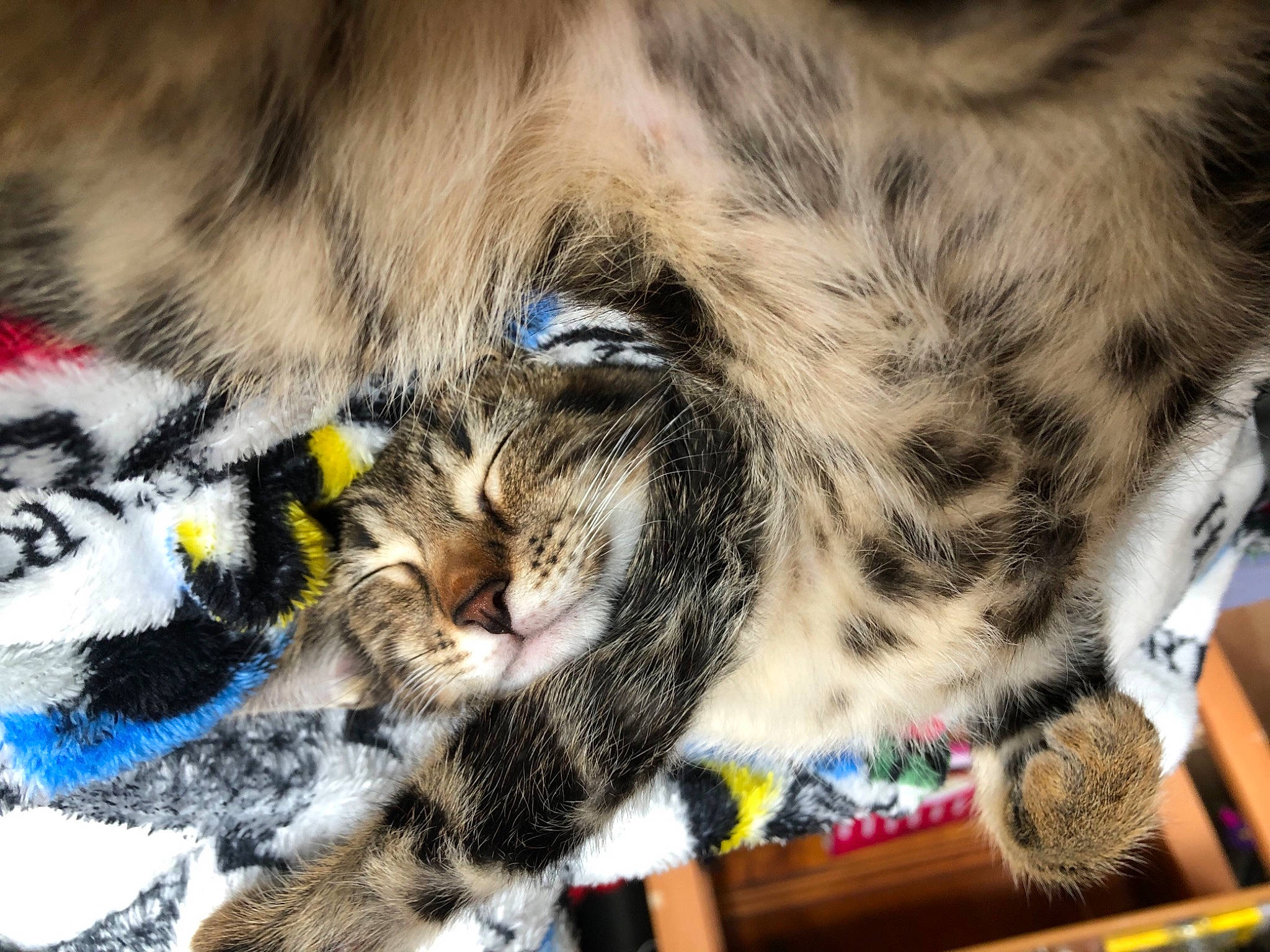 Rafiki participe au concours pour gagner de l'argent avec cette photo : carnivore, cat, claw, close_up, comfort, domestic_short_haired_cat, felidae, fur, grass, nap, paw, sleep, small_to_medium_sized_cats, snout, tail, terrestrial_animal, whiskers, wildlife