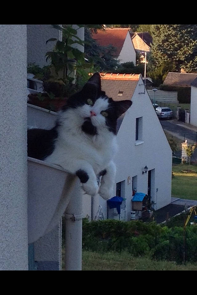 Chips a rejoint le concours — aidez-le/la à gagner de superbes lots ! art, building, carnivore, cat, companion_dog, domestic_short_haired_cat, door, felidae, fur, grass, house, photo_caption, plant, sitting, sky, small_to_medium_sized_cats, tail, tree, whiskers, window