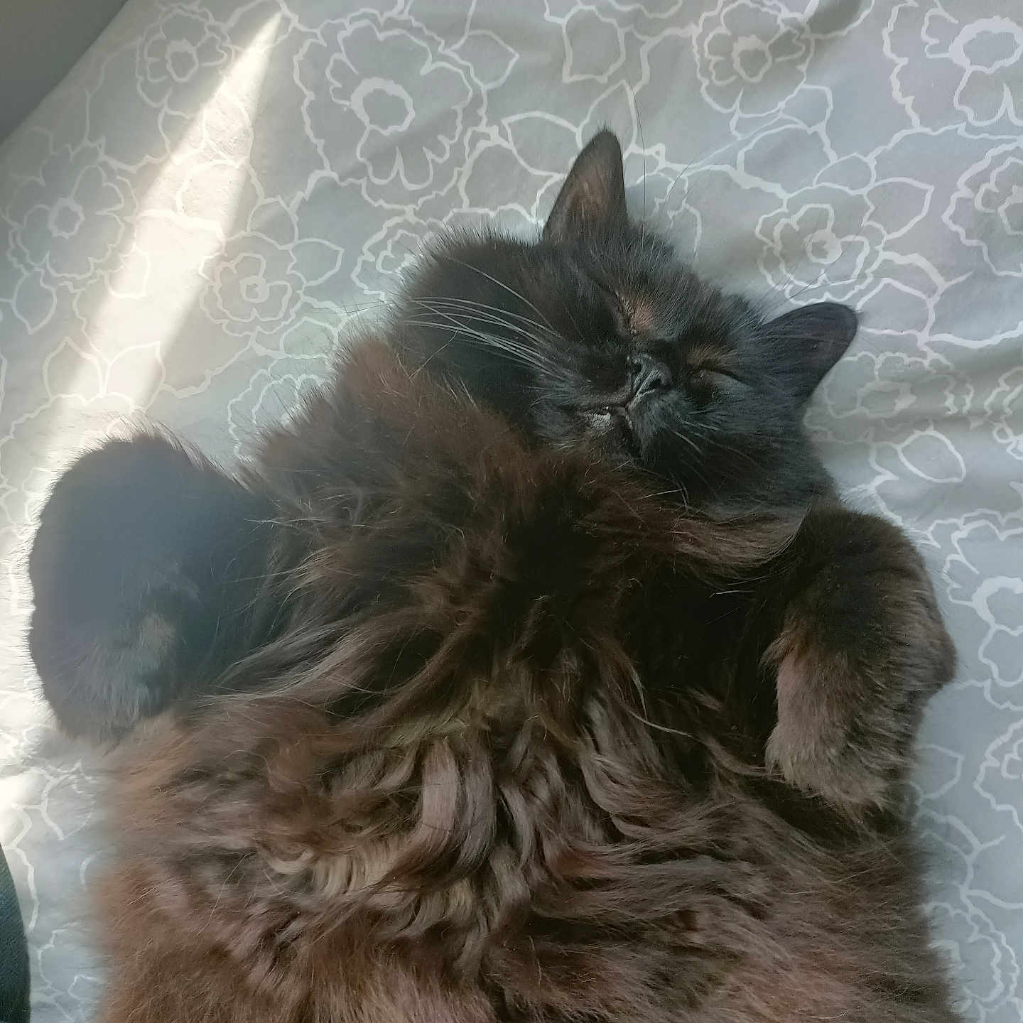 Moka participe au concours pour gagner de l'argent avec cette photo : animal, bed, bedding, black_cat, cat, closeup, cozy, feline, fluffy, fur, indoor, patterned_sheet, paws, pet, relaxed, resting, sleeping, soft_light, sunbeam, whiskers