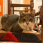 Nougat participe au concours pour gagner de l'argent avec cette photo : animal, cat, chair, cozy, curious, cushion, domestic, ears, eyes, fur, furniture, gray_cat, home, indoor, looking, pet, relaxed, table, whiskers, white_cat