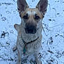 dog, canine, pet, snow, collar, paw_prints, ears, sitting, looking_up, portrait, outdoor, winter, fur, brown_eyes, nose, ground, leash, backyard, cute, attentive