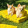 dog, small_dog, chihuahua, pet, outdoor, grass, yellow_cushion, sunlight, relaxed, lying_down, animal, nature, greenery, daylight, two_dogs, cute, fluffy, ears_up, garden, summer