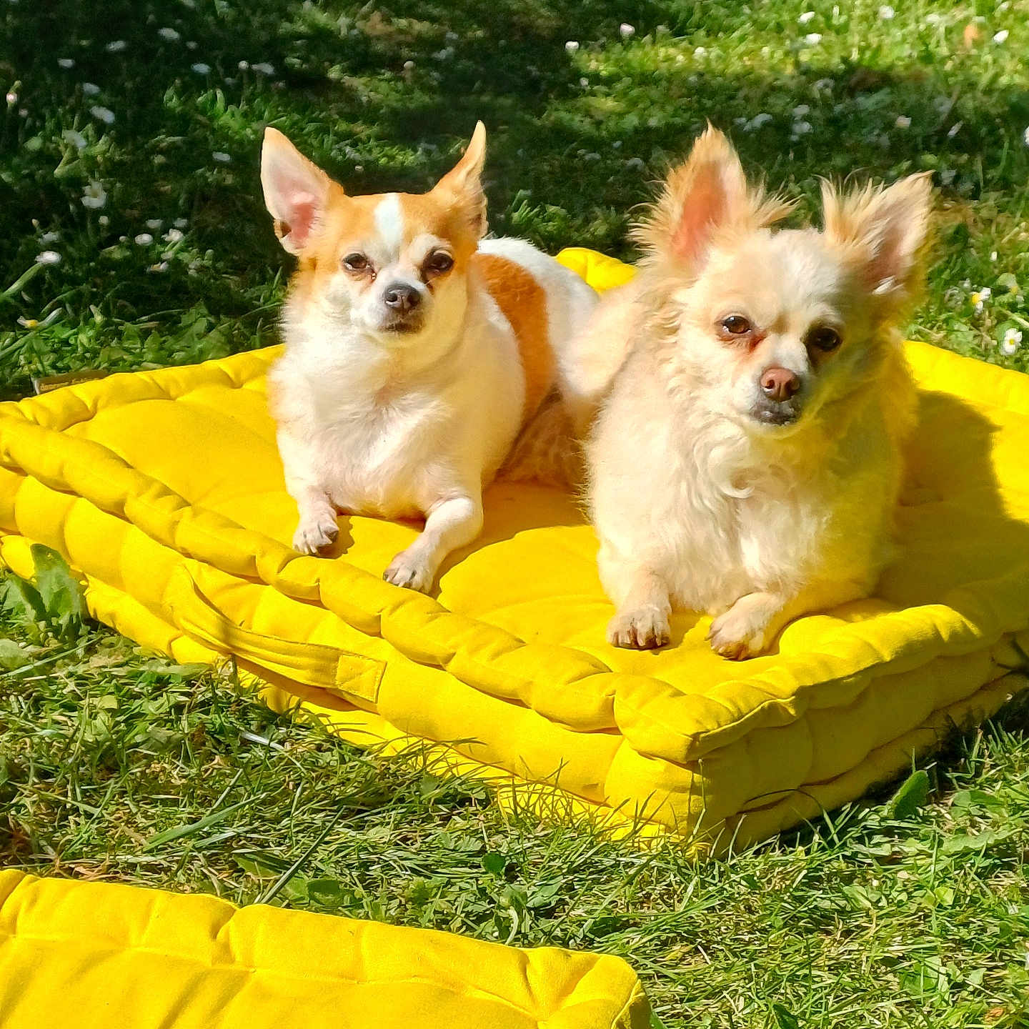 Roxy Et Rocket a rejoint le concours — aidez-le/la à gagner de superbes lots ! animal, chihuahua, cute, daylight, dog, ears_up, fluffy, garden, grass, greenery, lying_down, nature, outdoor, pet, relaxed, small_dog, summer, sunlight, two_dogs, yellow_cushion