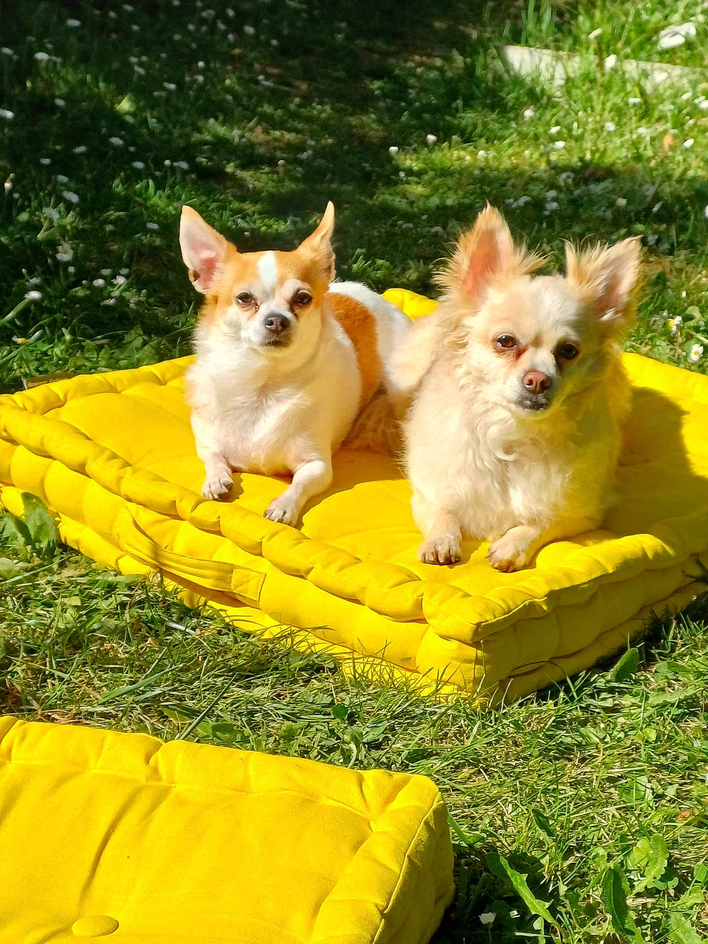 Roxy Et Rocket a rejoint le concours — aidez-le/la à gagner de superbes lots ! dog, small_dog, chihuahua, pet, outdoor, grass, yellow_cushion, sunlight, relaxed, lying_down, animal, nature, greenery, daylight, two_dogs, cute, fluffy, ears_up, garden, summer