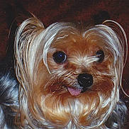 Missy is registered to the contest to win money with this photo: dog, yorkshire_terrier, pet, fur, close_up, tongue_out, small_dog, cute, animal, portrait, indoor, brown_fur, black_nose, long_hair, face, whiskers, eyes, ears, expression, companion