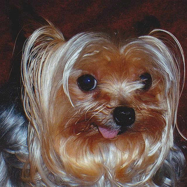 Missy is registered to the contest to win money with this photo: animal, black_nose, brown_fur, close_up, companion, cute, dog, ears, expression, eyes, face, fur, indoor, long_hair, pet, portrait, small_dog, tongue_out, whiskers, yorkshire_terrier