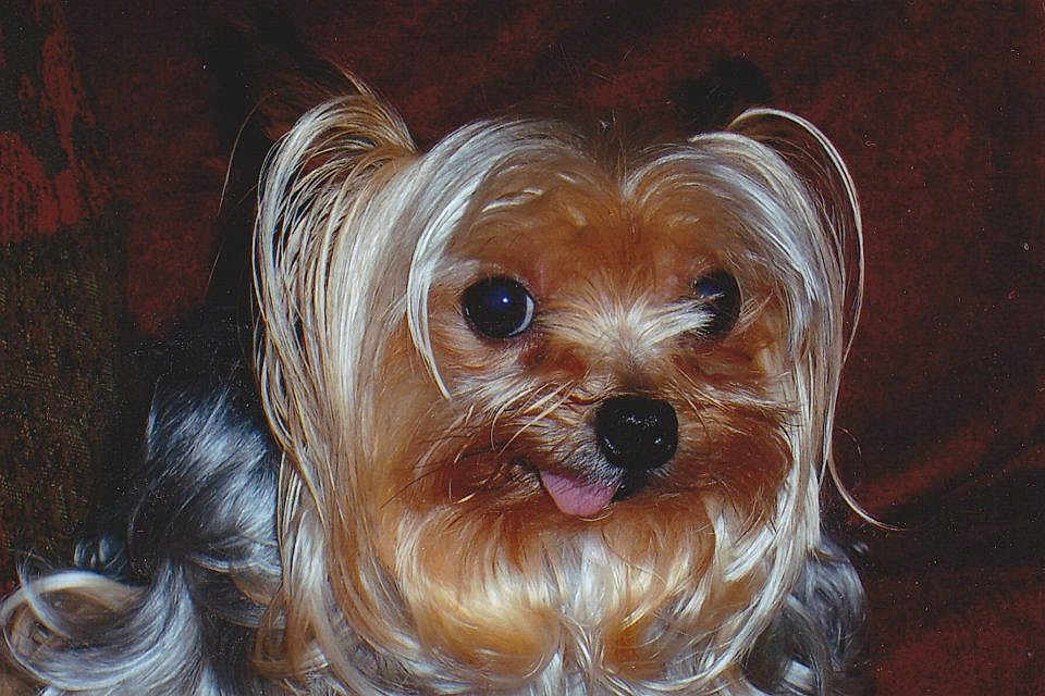 Missy is registered to the contest to win money with this photo: dog, yorkshire_terrier, pet, fur, close_up, tongue_out, small_dog, cute, animal, portrait, indoor, brown_fur, black_nose, long_hair, face, whiskers, eyes, ears, expression, companion