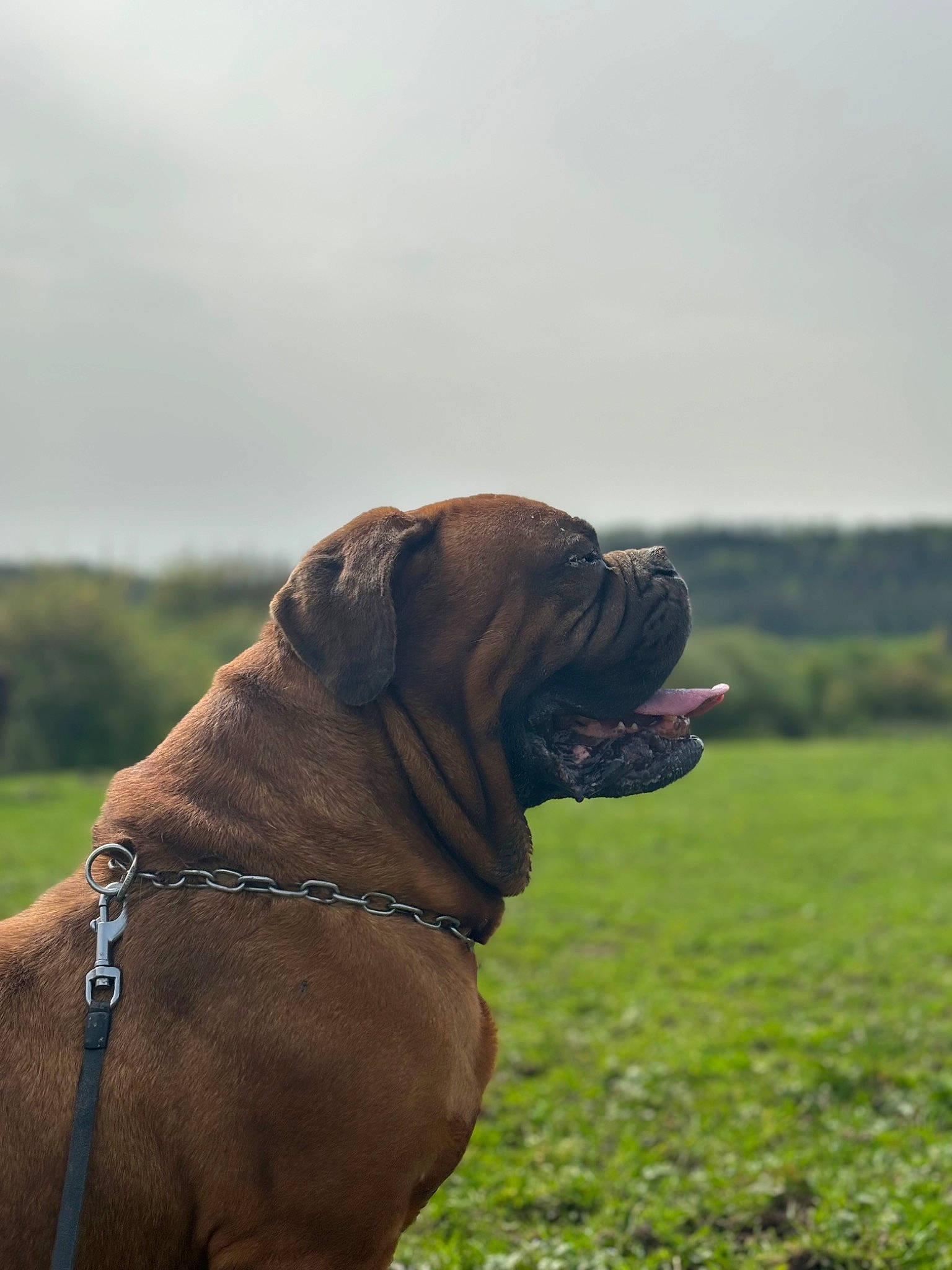Ninja participe au concours pour gagner de l'argent avec cette photo : carnivore, cloud, collar, companion_dog, dog, dog_breed, dog_collar, fawn, grass, grassland, landscape, liver, molosser, plant, sky, snout, sporting_group, terrestrial_animal, tree, working_animal