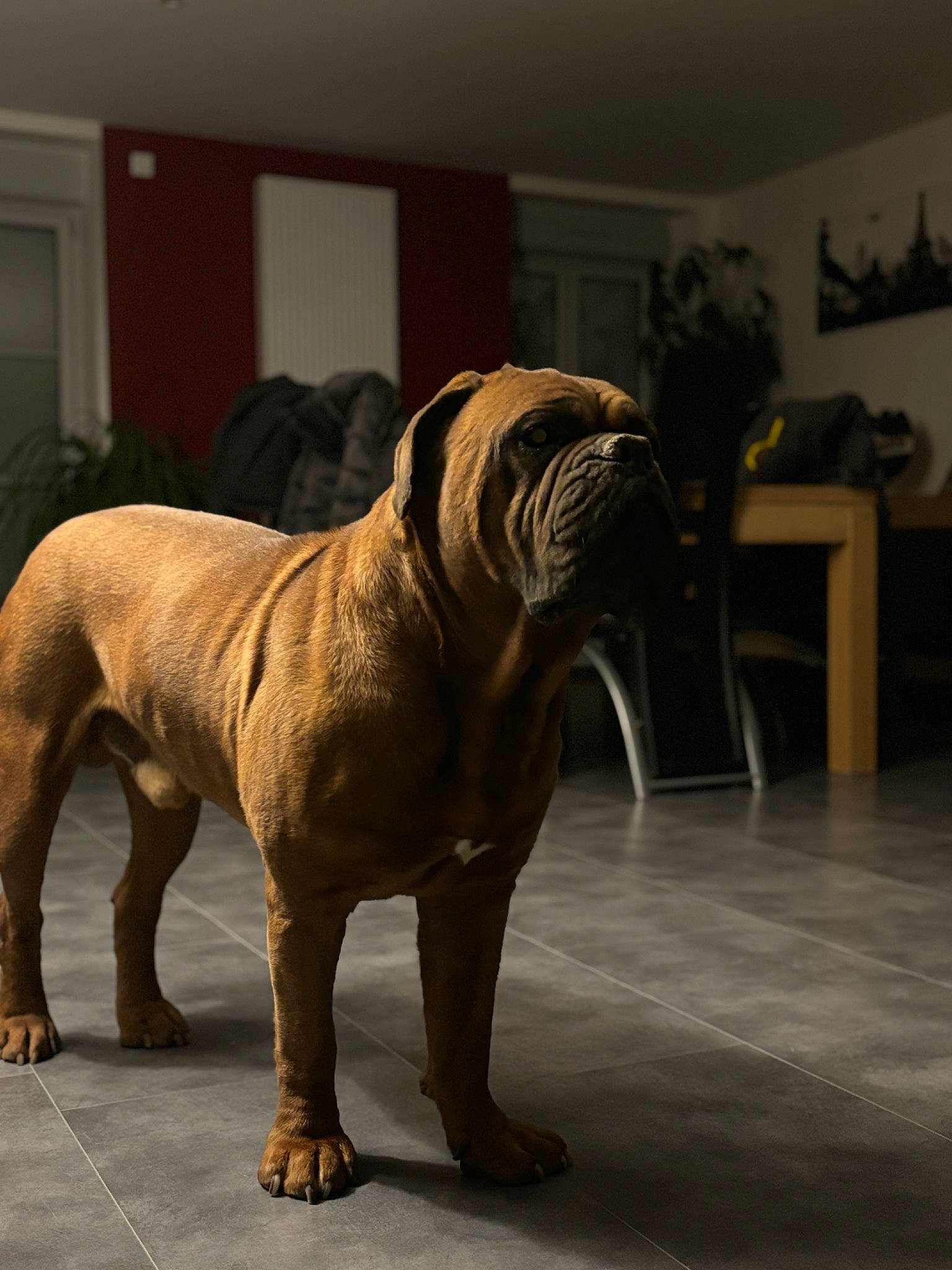 Ninja a rejoint le concours — aidez-le/la à gagner de superbes lots ! bulldog, canidae, carnivore, companion_dog, dog, dog_breed, fawn, floor, flooring, guard_dog, hardwood, houseplant, molosser, ori_pei, plant, tail, terrestrial_animal, wood, working_animal, wrinkle