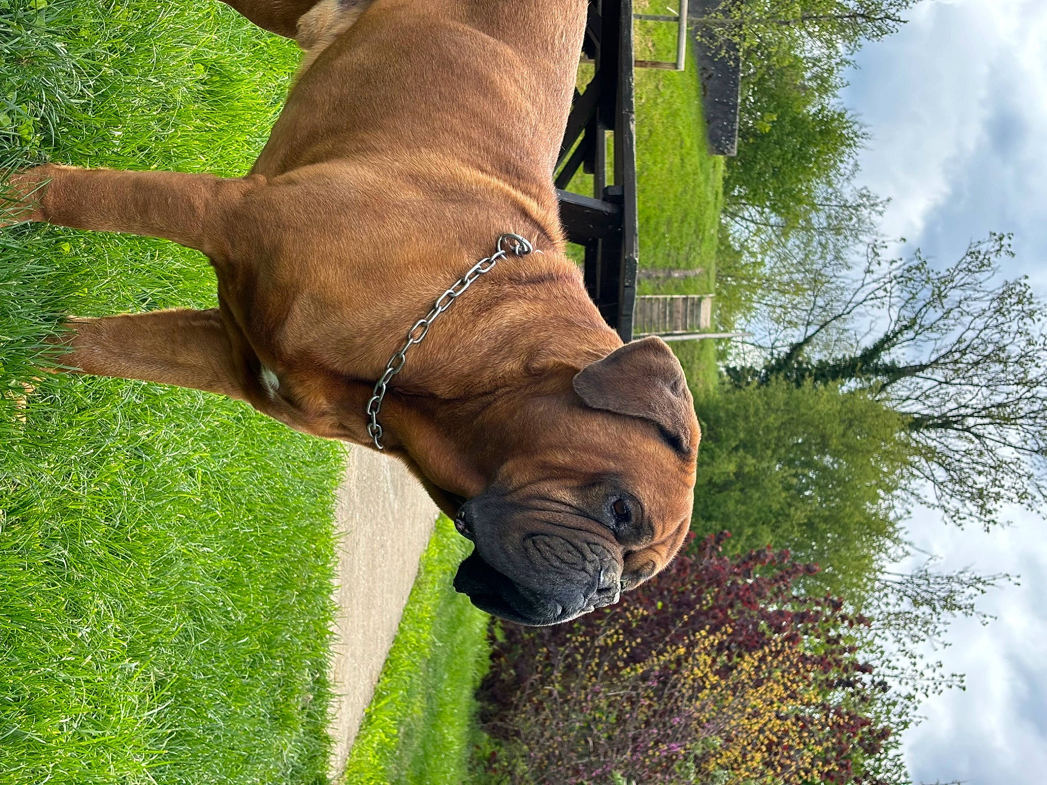 Ninja participe au concours pour gagner de l'argent avec cette photo : bridle, carnivore, cloud, collar, dog, dog_breed, dog_collar, fawn, grass, horse_tack, human_leg, liver, pack_animal, pet_supply, plant, sky, tail, terrestrial_animal, tree, working_animal