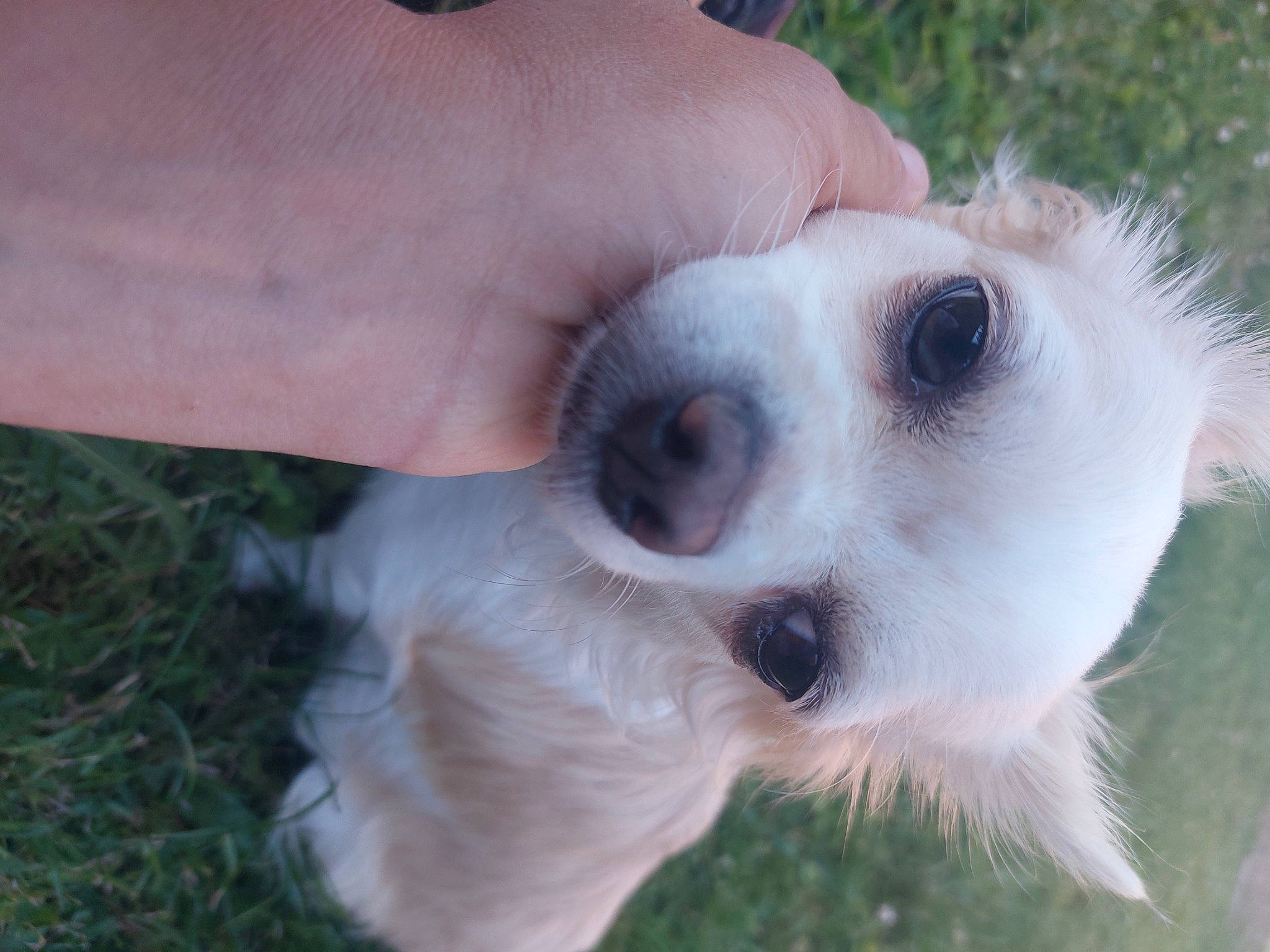 Fifi participe au concours pour gagner de l'argent avec cette photo : carnivore, companion_dog, dog, dog_breed, ear, fireworks, fur, grass, non_sporting_group, paw, terrestrial_animal, whiskers, working_animal