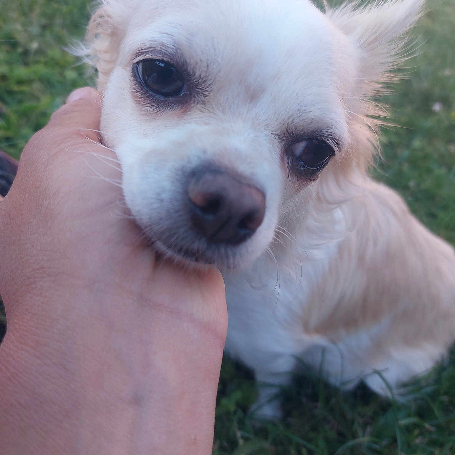 Fifi