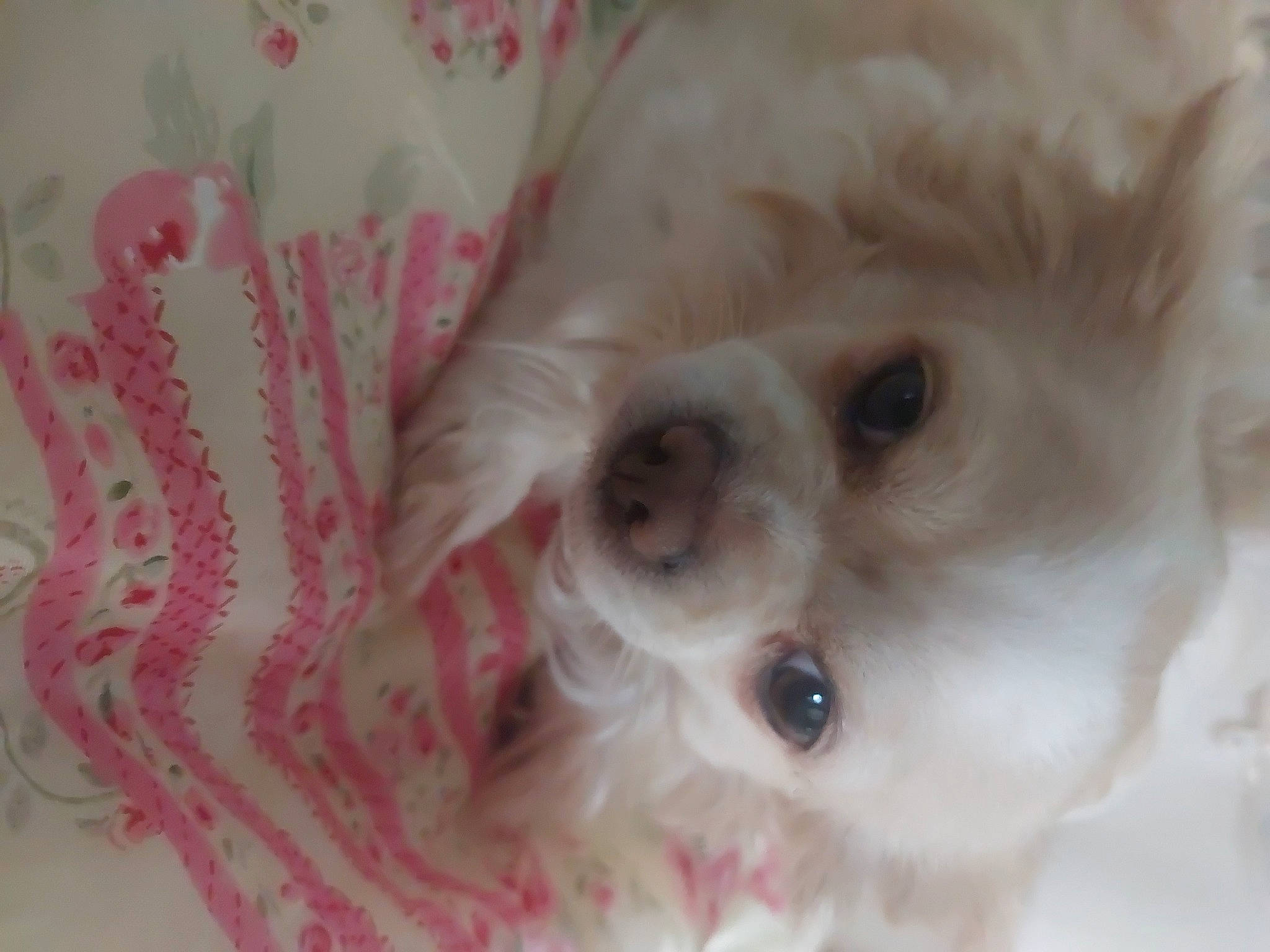 Fifi participe au concours pour gagner de l'argent avec cette photo : canidae, carnivore, close_up, companion_dog, dog, dog_breed, ear, eye, eyelash, fawn, fur, iris, liver, mal_shi, snout, sporting_group, toy_dog, volpino_italiano, whiskers, working_animal