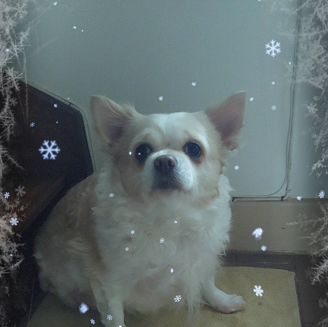 Fifi participe au concours pour gagner de l'argent avec cette photo : ancient_dog_breeds, canidae, carnivore, companion_dog, dog, dog_breed, eye, fawn, felidae, fur, head, non_sporting_group, small_terrier, snout, sporting_group, tail, terrestrial_animal, toy_dog, whiskers, working_animal