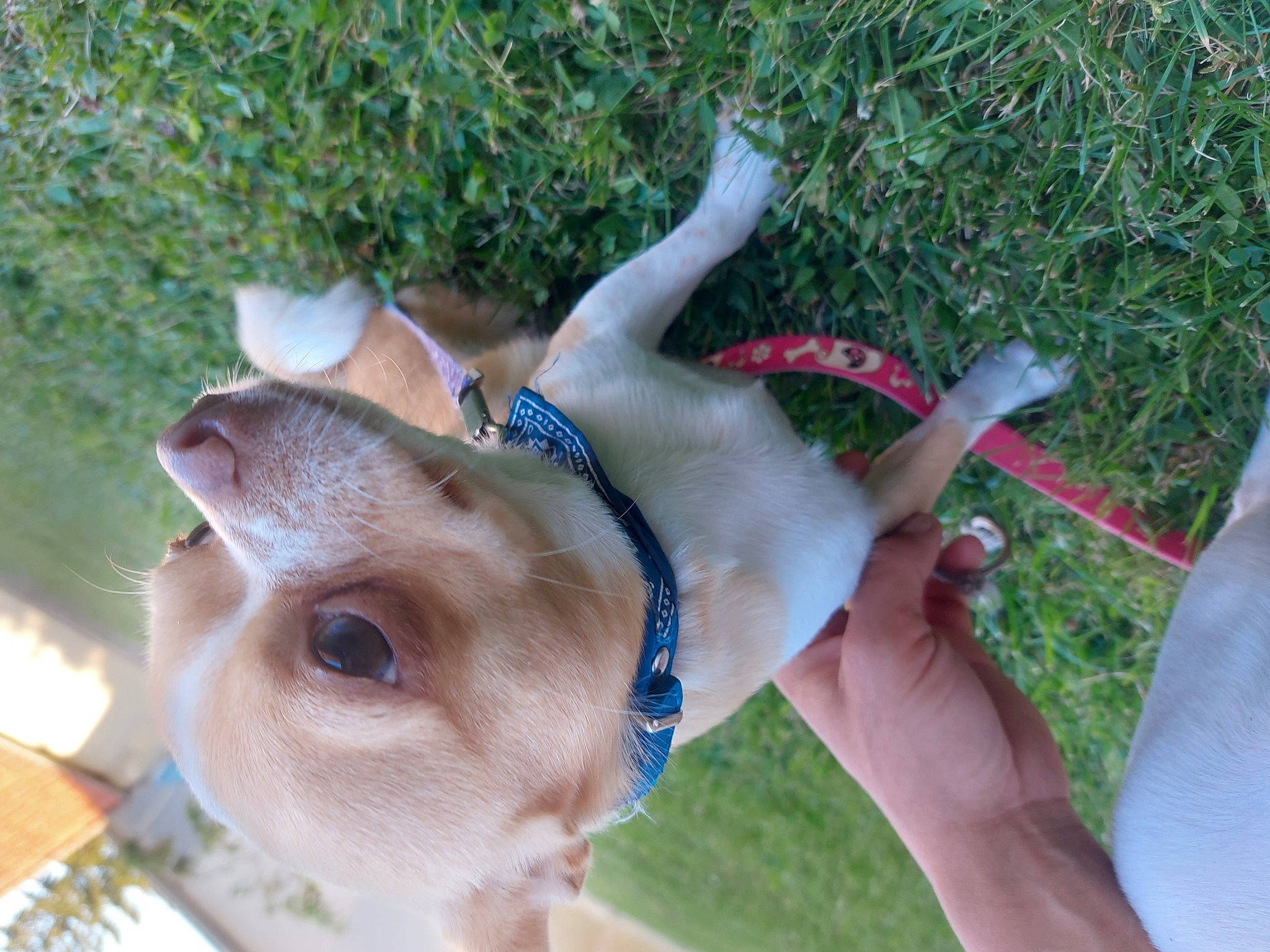 Simplet participe au concours pour gagner de l'argent avec cette photo : canidae, chest, dog_breed, eyelash, eyewear, fawn, finger, foot, fun, grass, hand, nail, selfie, sporting_group, sunglasses, tail, thumb, toy, tree, wrist