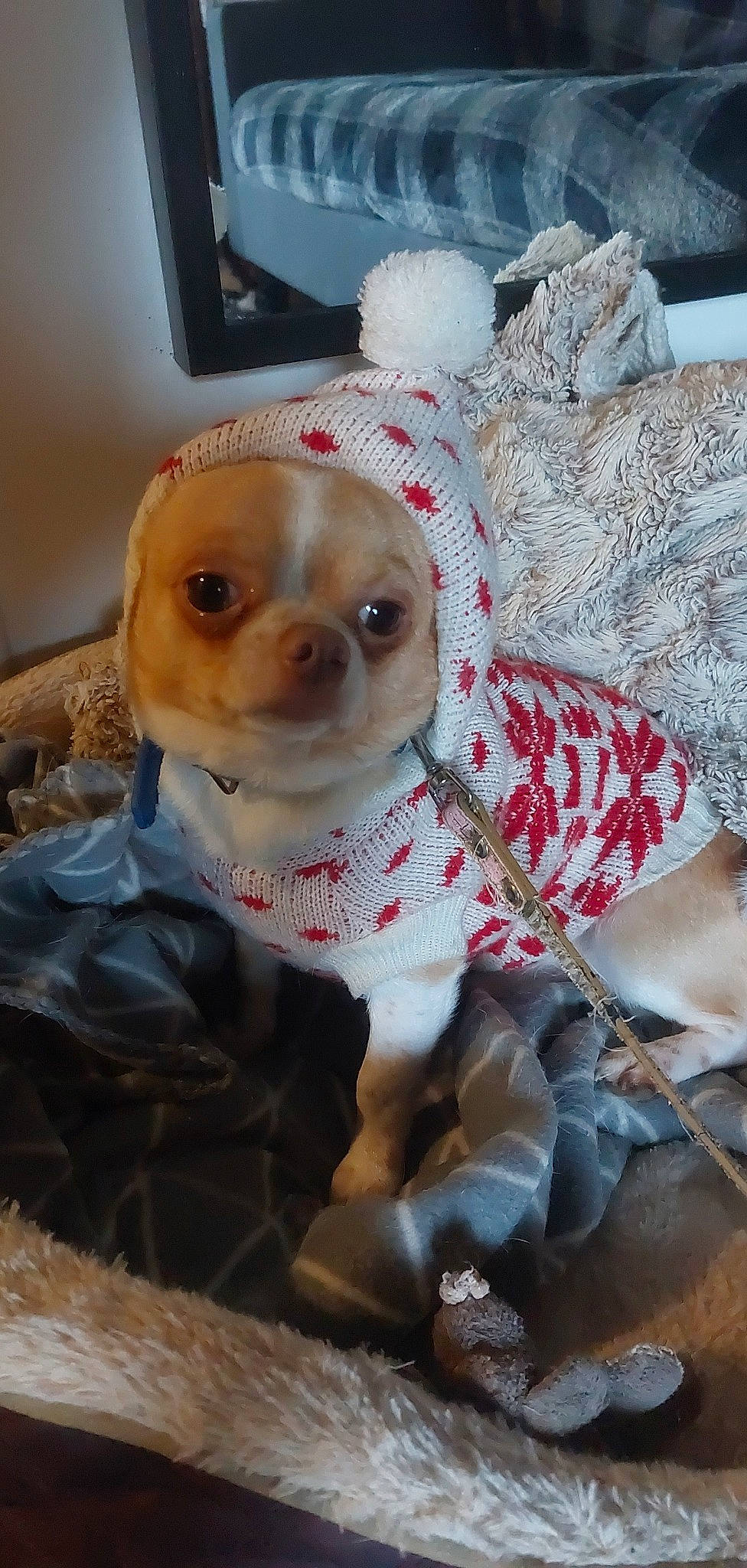 Simplet participe au concours pour gagner de l'argent avec cette photo : cable_television, canidae, carnivore, circle, collar, companion_dog, dog, dog_breed, dog_clothes, dog_supply, fawn, fur, pet_supply, snout, sporting_group, television, toy, toy_dog, whiskers, working_animal