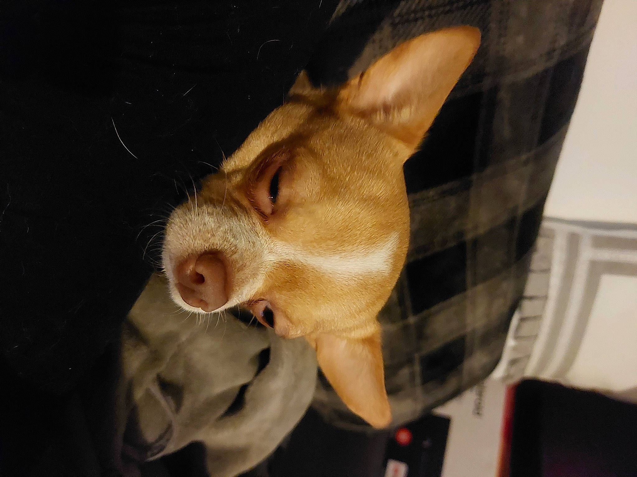 Simplet a rejoint le concours — aidez-le/la à gagner de superbes lots ! canidae, carnivore, companion_dog, dog, dog_breed, domestic_pig, ear, eye, fawn, fur, jaw, liver, snout, sporting_group, suidae, tail, toy, whiskers, working_animal, wrinkle