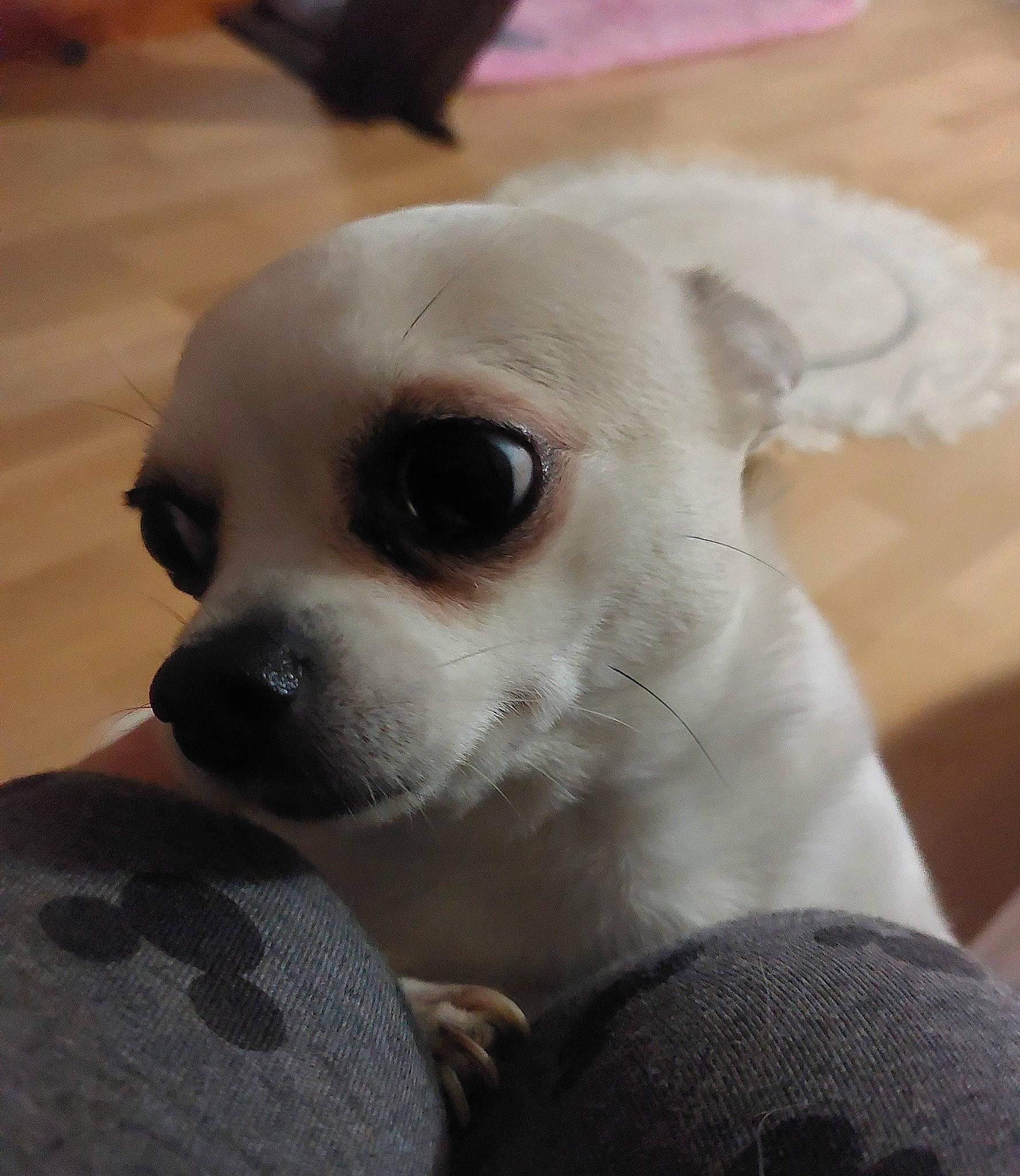 Schipie participe au concours pour gagner de l'argent avec cette photo : canidae, carnivore, comfort, companion_dog, corgi_chihuahua, dog, dog_breed, ear, fawn, fur, non_sporting_group, snout, sporting_group, terrestrial_animal, toy_dog, whiskers, working_animal