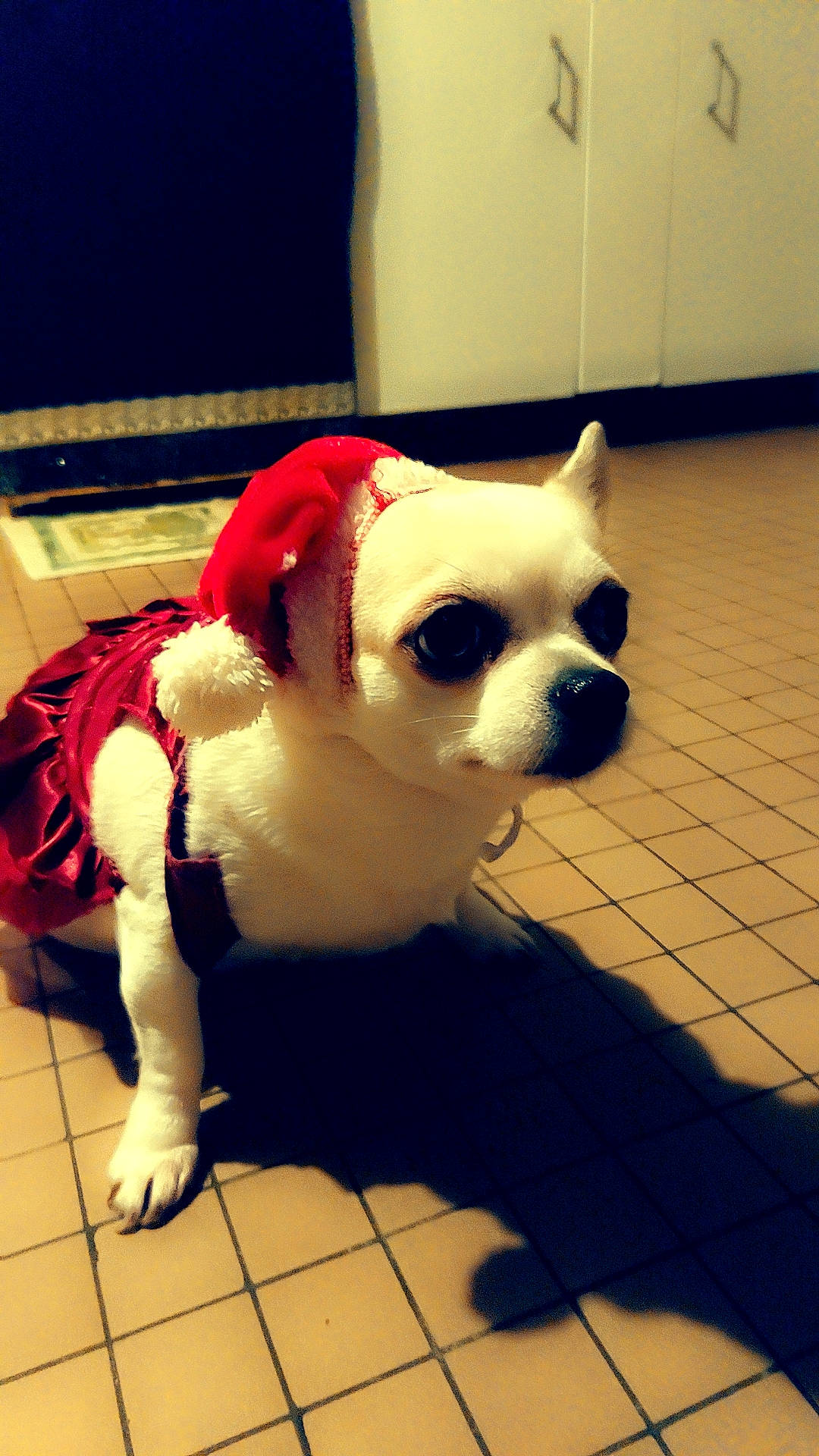 Schipie a rejoint le concours — aidez-le/la à gagner de superbes lots ! canidae, carmine, carnivore, companion_dog, dog, dog_breed, dog_supply, fawn, floor, flooring, fur, non_sporting_group, pet_supply, puppy, snout, sporting_group, tail, toy_dog, whiskers, working_animal