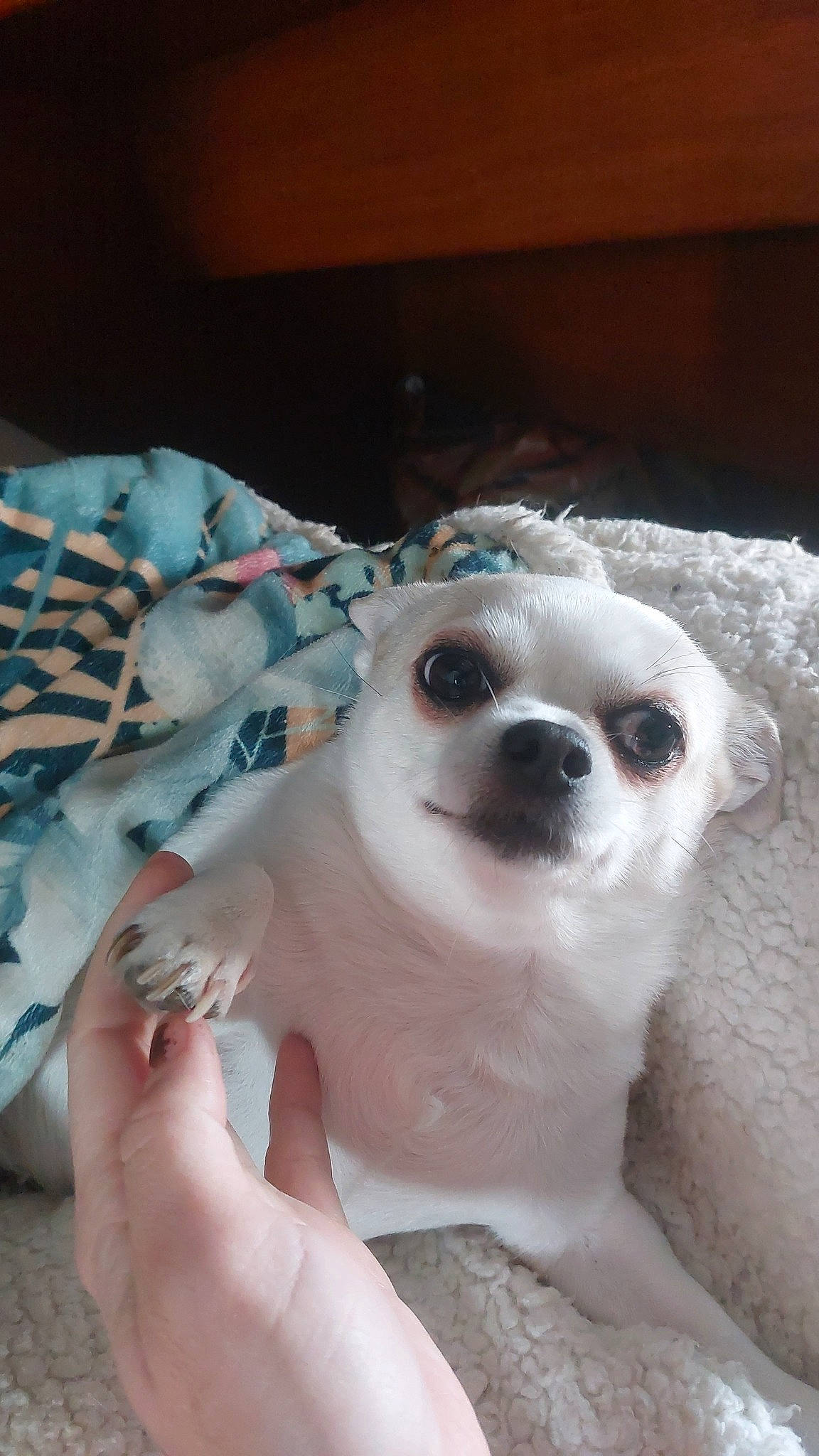 Schipie participe au concours pour gagner de l'argent avec cette photo : carnivore, chihuahua, companion_dog, corgi_chihuahua, dog, dog_breed, dog_supply, fawn, fur, linens, nail, non_sporting_group, paw, snout, sporting_group, toy_dog, whiskers, working_animal