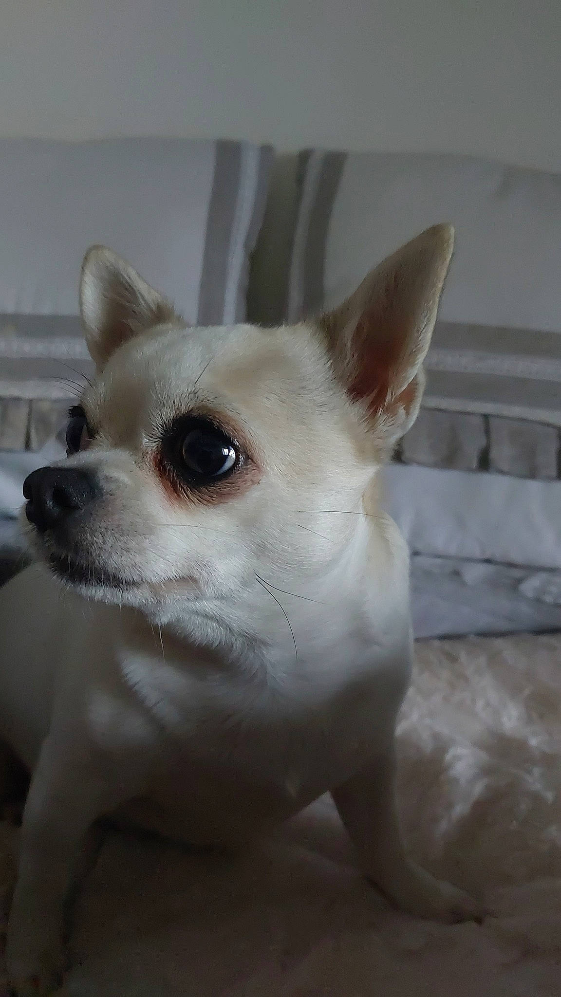 Schipie a rejoint le concours — aidez-le/la à gagner de superbes lots ! canidae, carnivore, companion_dog, corgi_chihuahua, dog, dog_breed, ear, eye, fawn, fur, non_sporting_group, snout, terrestrial_animal, toy_dog, whiskers, working_animal