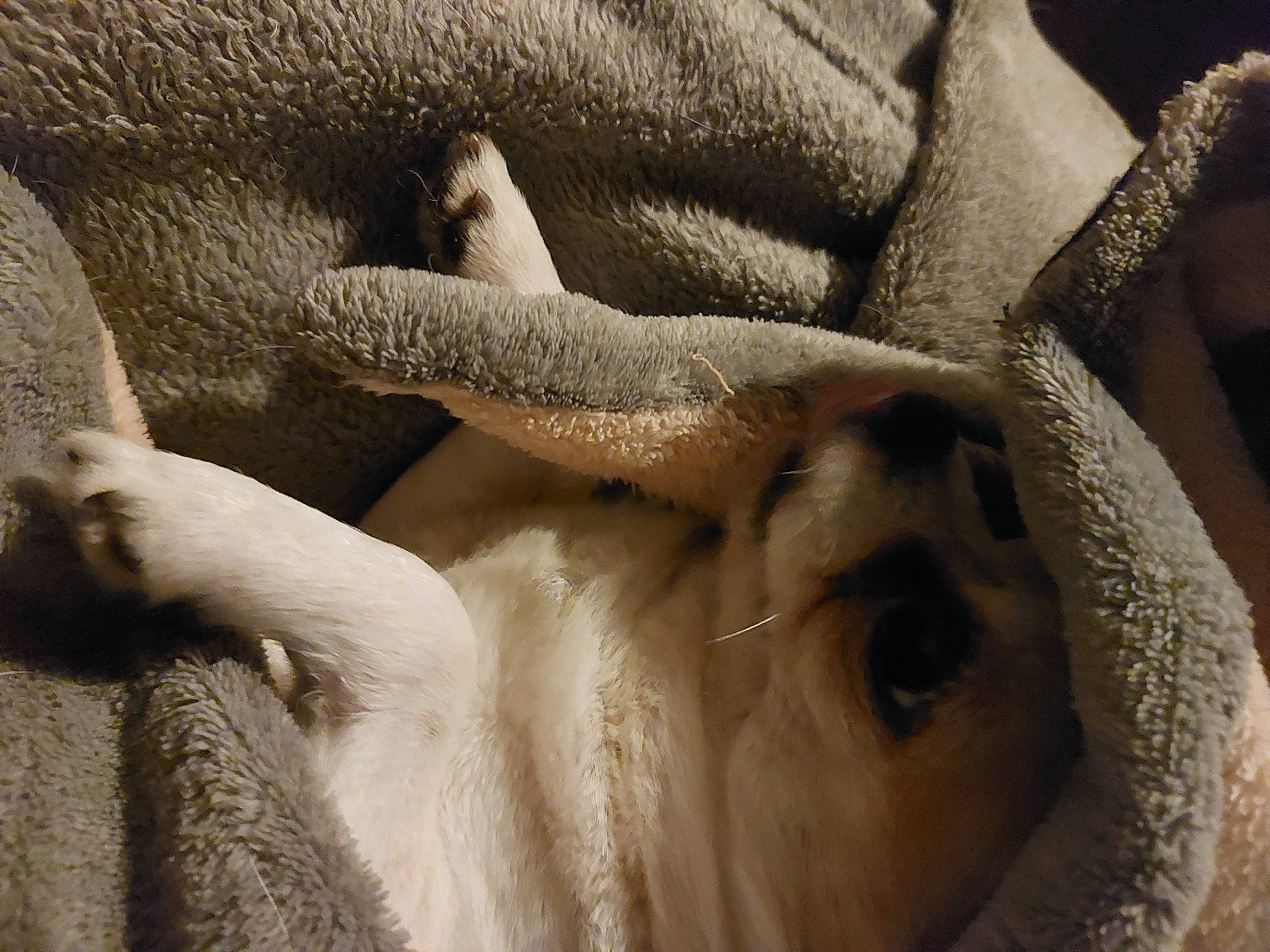 Poupy participe au concours pour gagner de l'argent avec cette photo : art, carnivore, close_up, comfort, companion_dog, dog, dog_breed, fawn, felidae, fur, gesture, human_leg, linens, paw, snout, sporting_group, whiskers, window, wood, wool